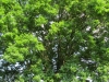 Un arbre remarquable en Cherest Ã  Brindas