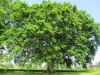 Un arbre remarquable en Cherest Ã  Brindas, environ 18 m de hauteur et 3,87 m de circondÃ©rence