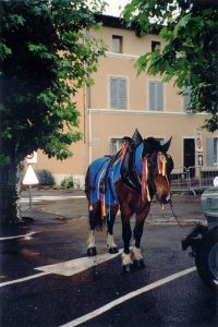 25 septembre 1999 : le cheval 25 septembre 1999 : le cheval