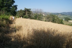 Moisson