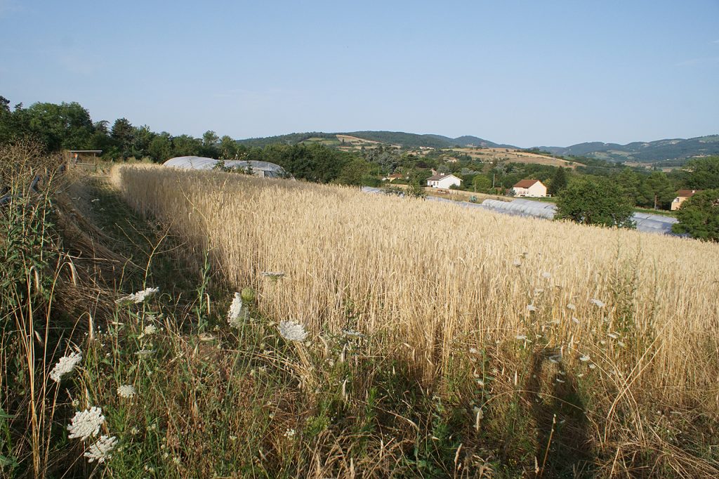 Moisson