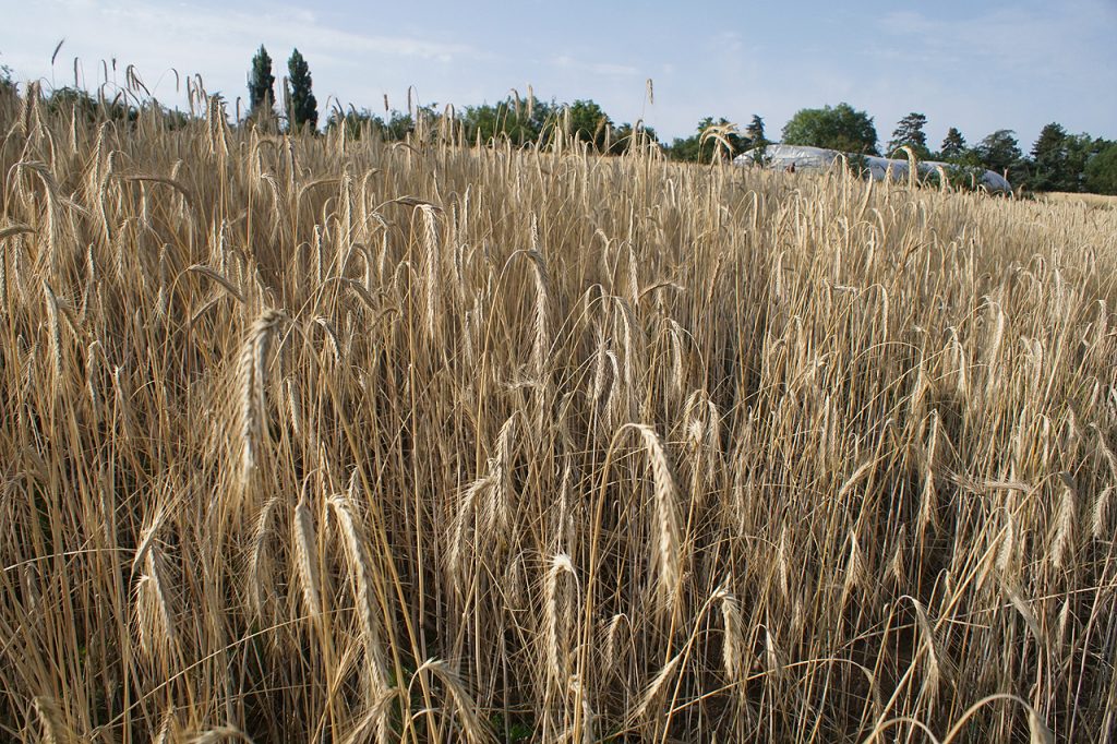 Moisson