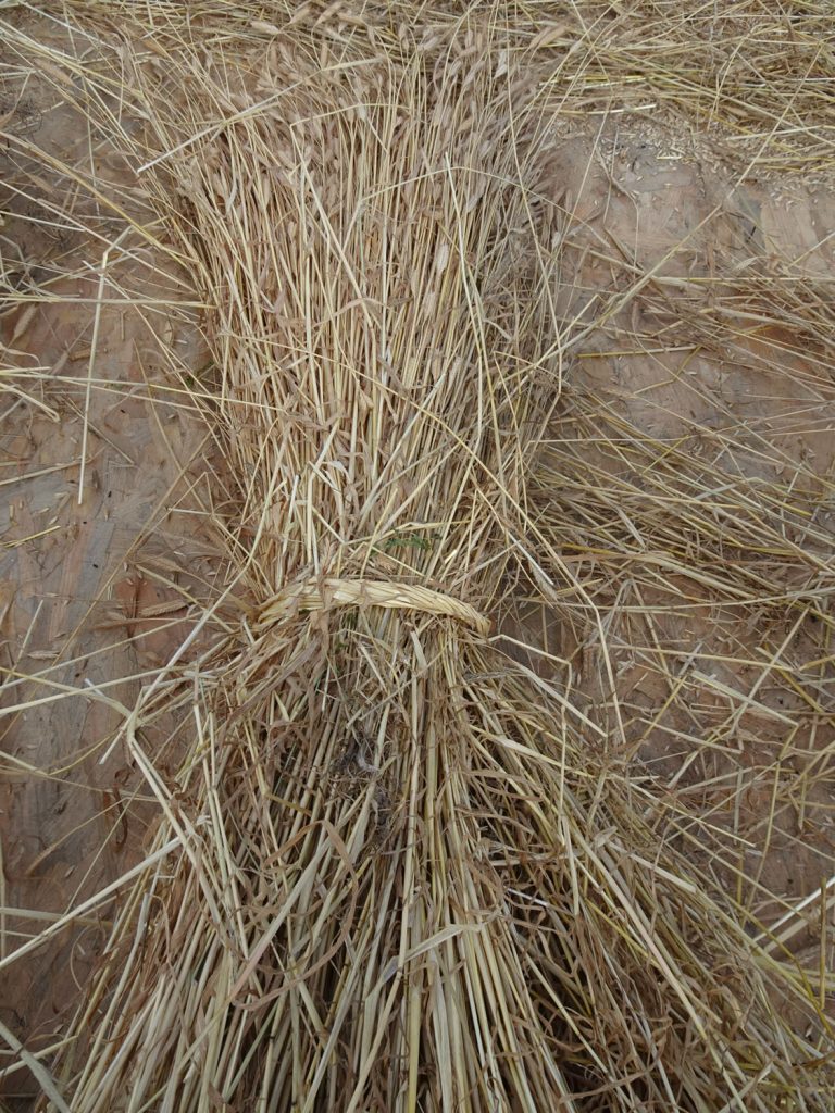 DSC04081