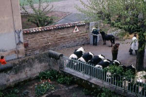 1976_jardin_vaches    