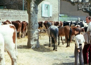 1978_04_26_bestiaux    