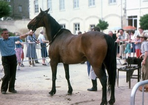 1981_marechal_ferrand_3    
